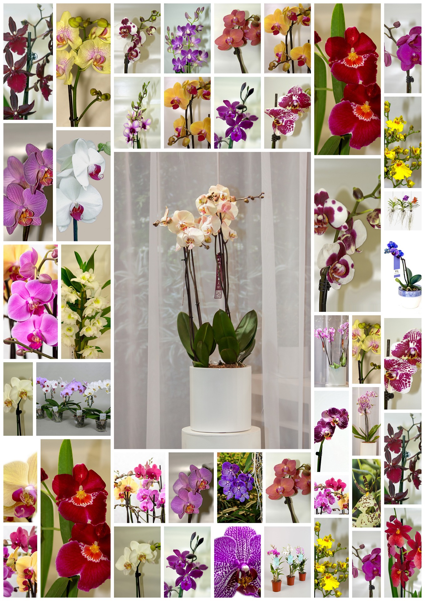 orchids-1130128_1920