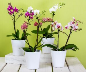 Top 10 Phalaenopsis Orchids Care Tips