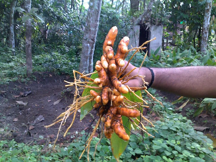 topTurmeric-harvested