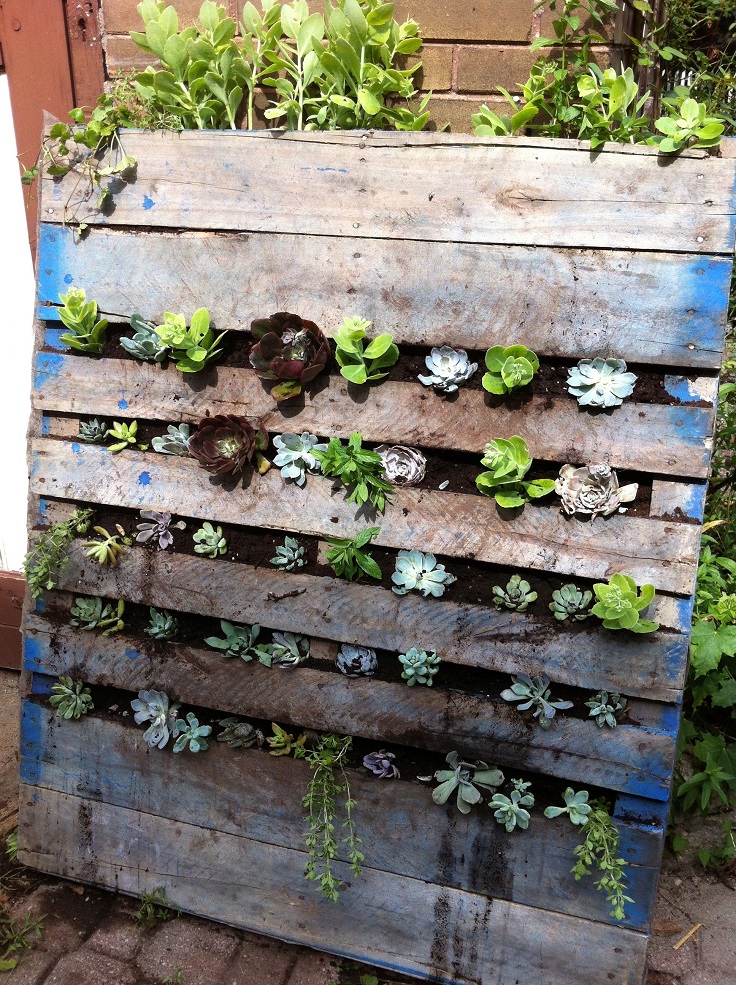 DIY-Vertical-Succulent-Garden