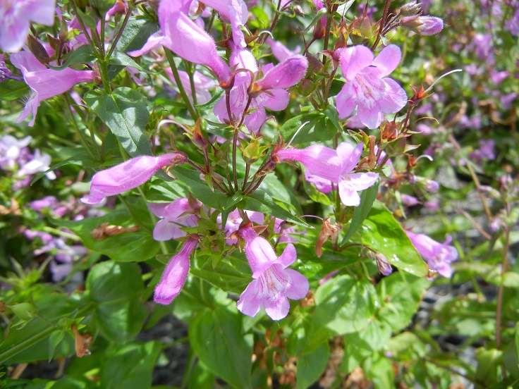 Beardtongue