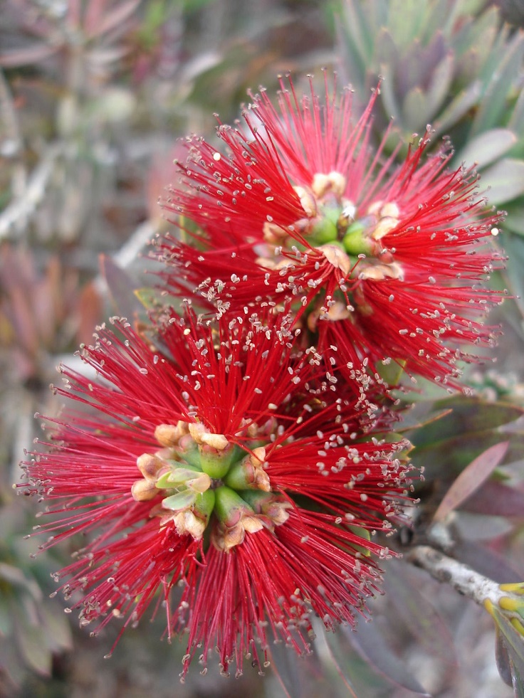 Bottlebrush