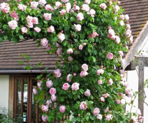 Top 10 Beautiful Climbing Plants for Fences and Walls