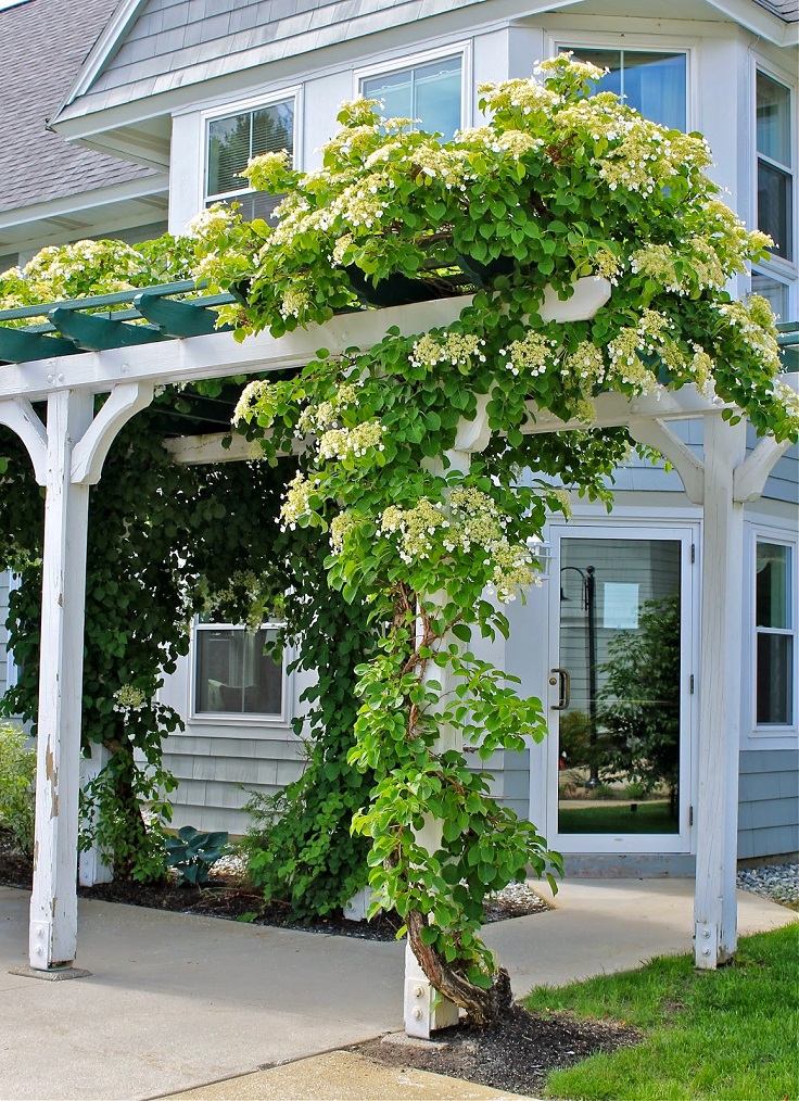 Hydrangea