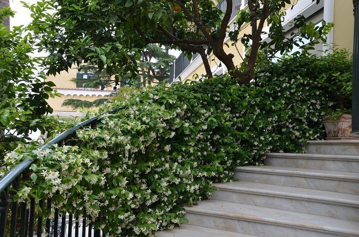 Indian-Star-Jasmine