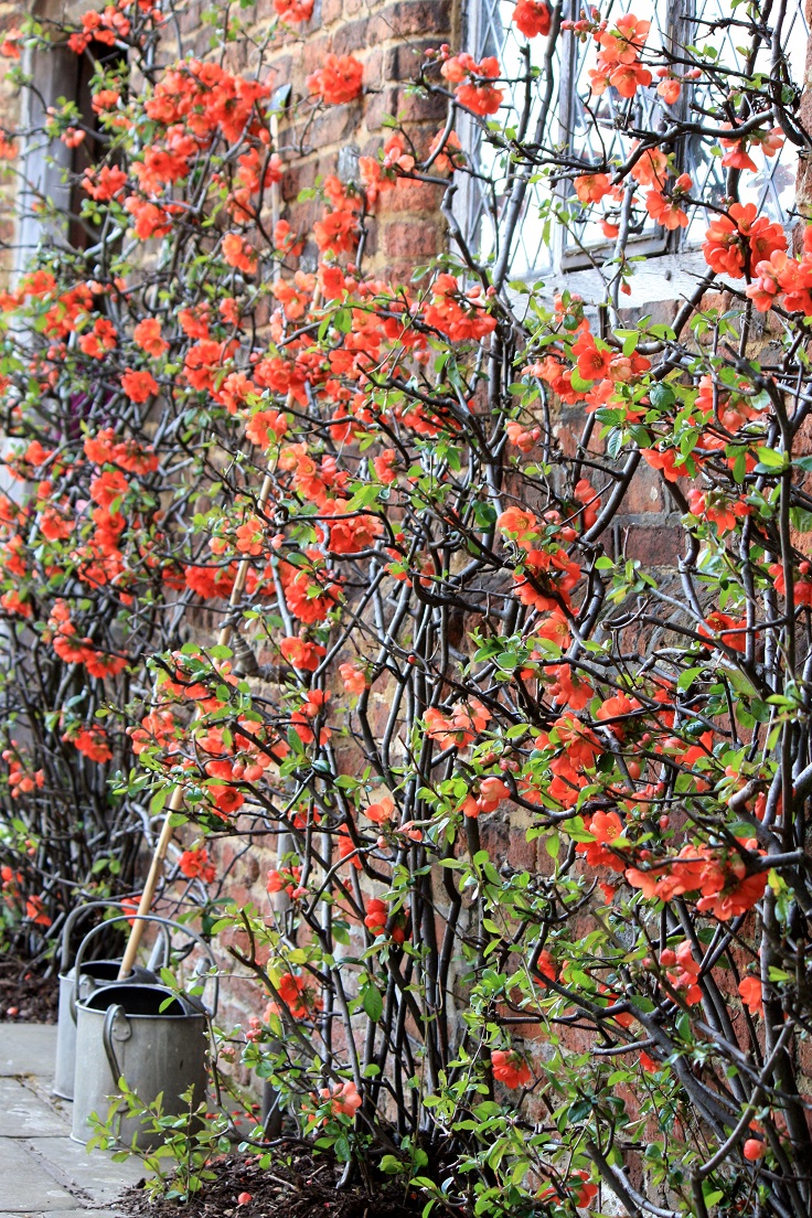 Japanese-Quince