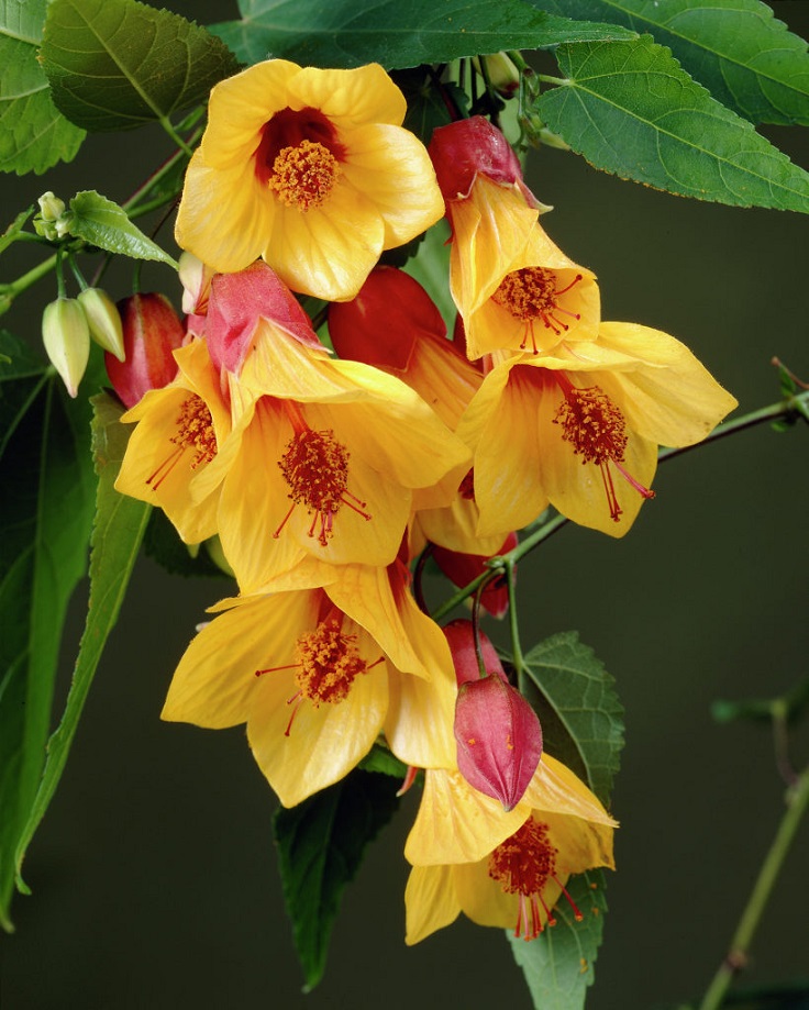 Top 10 Pretty Plants that Attract Hummingbirds - Page 2 of 10 - Top