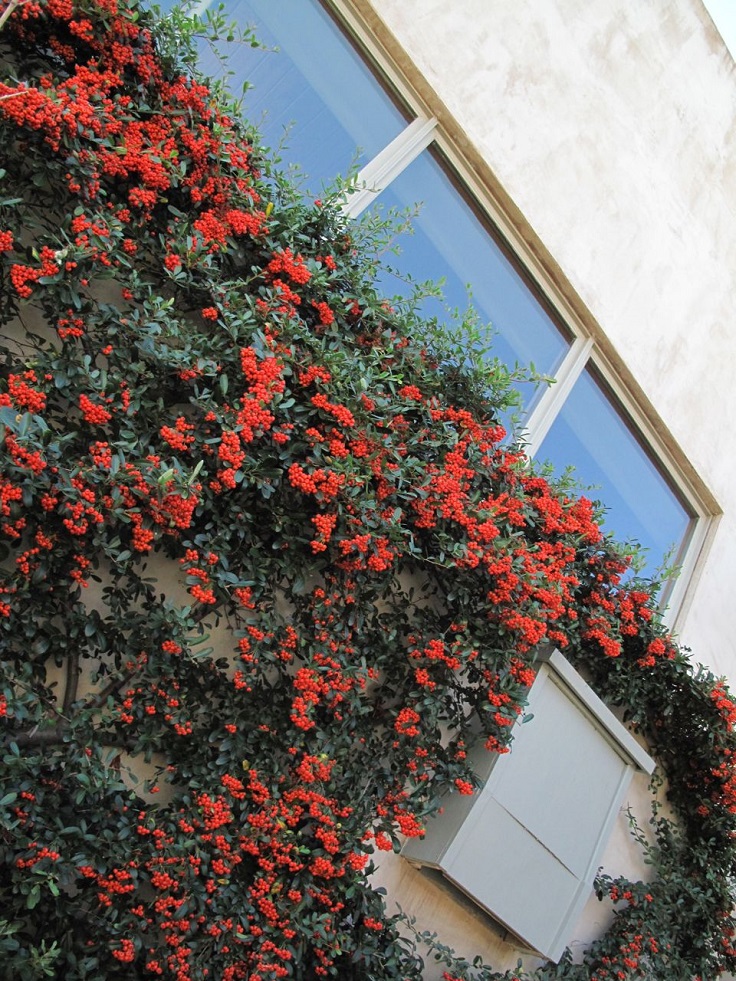 Pyracantha