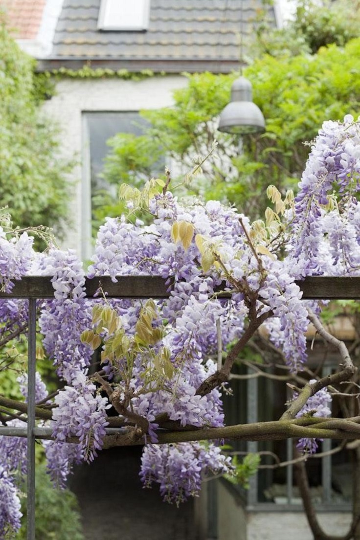 Wisteria