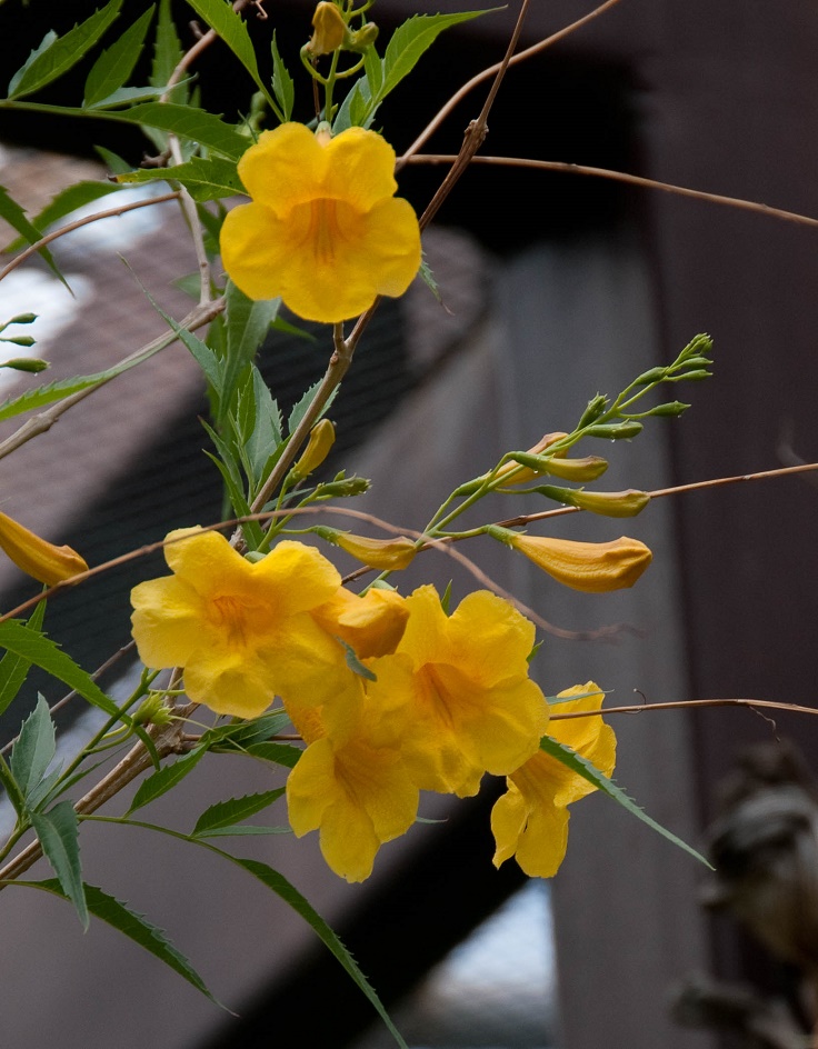 Yellow-Trumpetbush