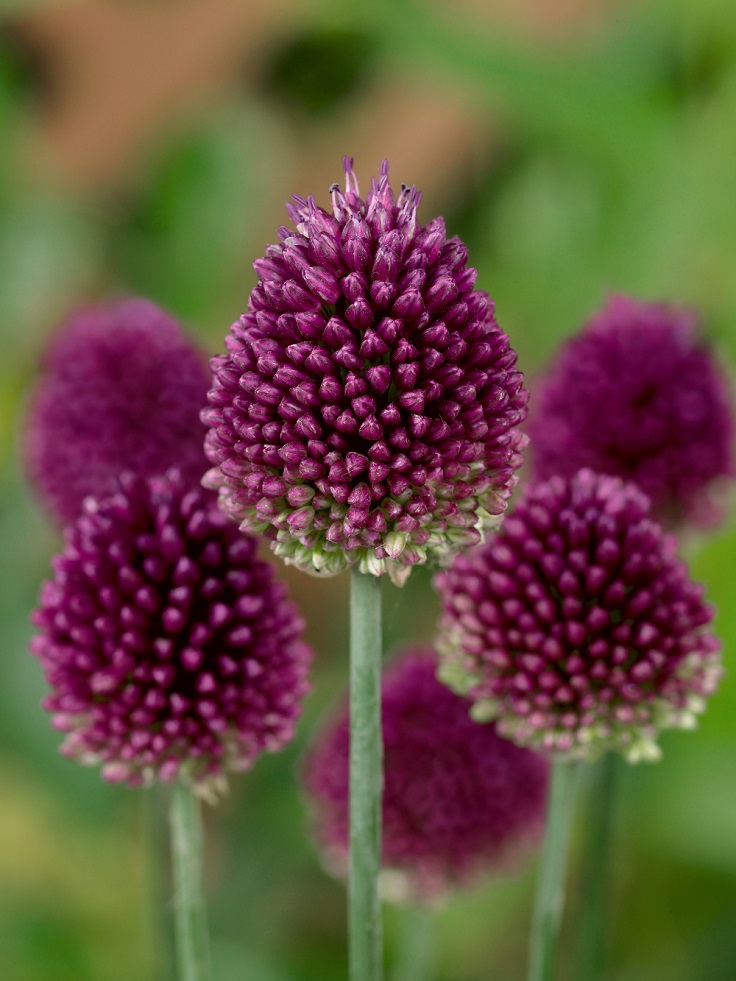 Alliums