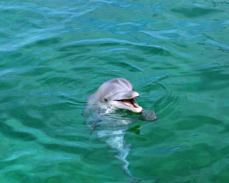Baby-Dolphin