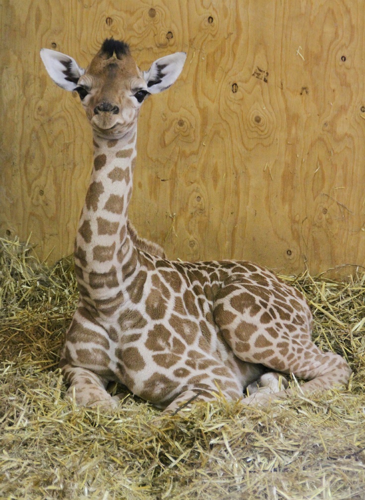 Top 10 Cute Photos of Baby Animals That Will Melt Your Top 10 Cute Photos of Baby Animals That Will Melt Your