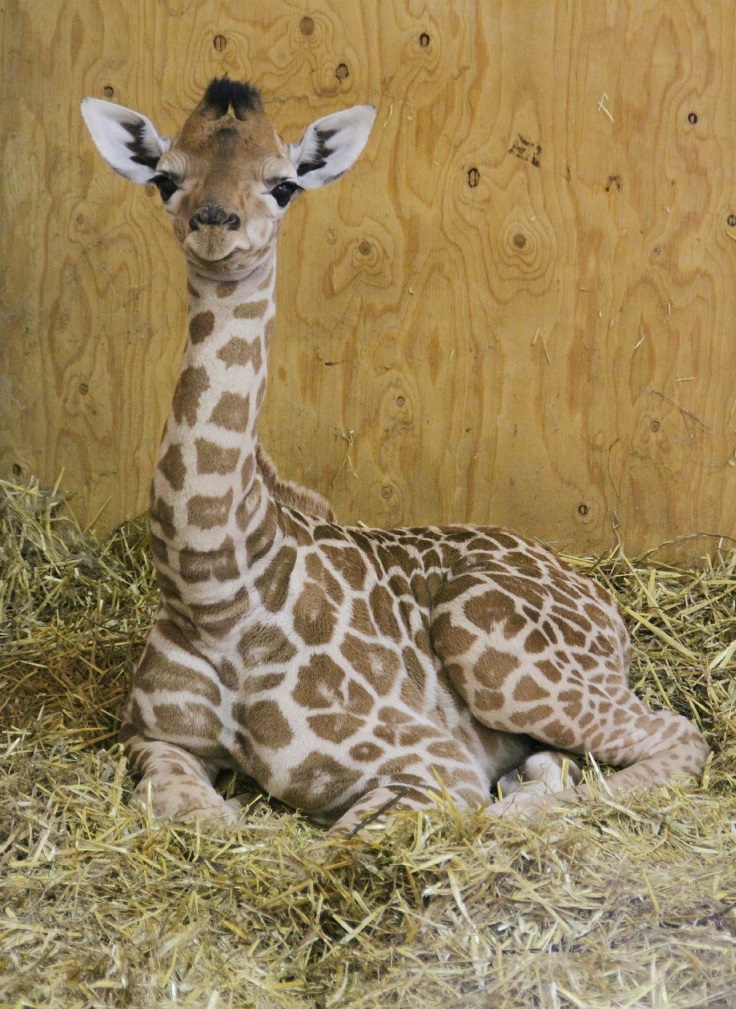 Baby-Giraffe