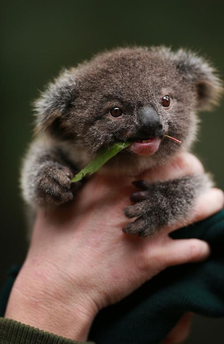 Baby-Koala