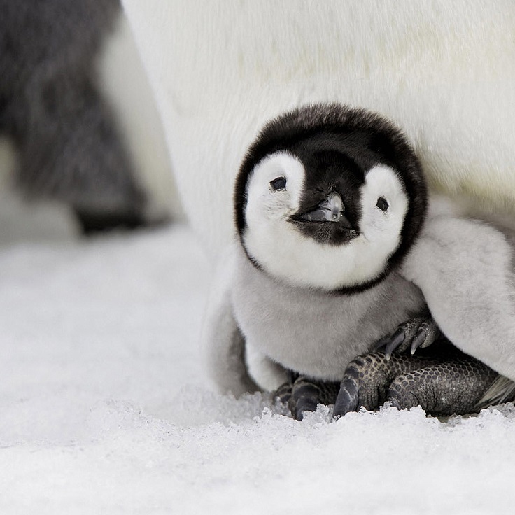 Baby-Penguin