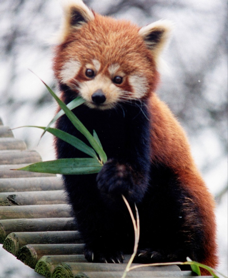 Baby-Red-Panda
