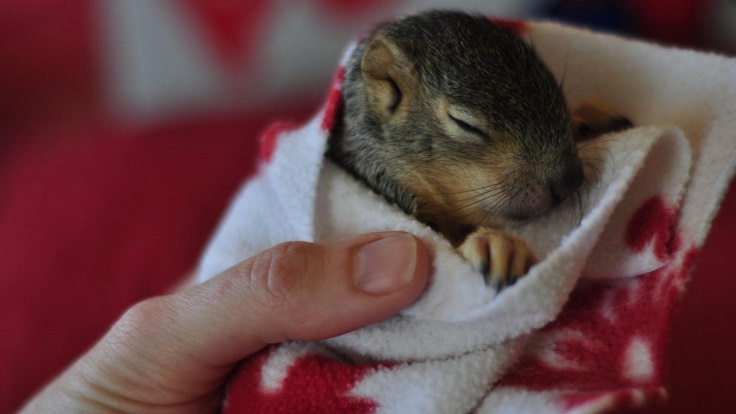 Baby-Squirrel