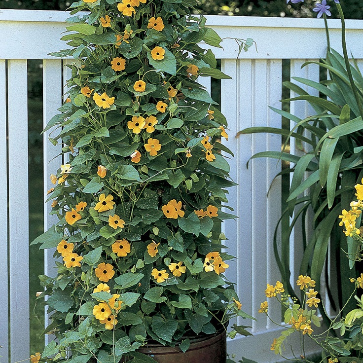 Black-Eyed-Susan