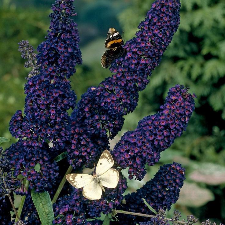 Butterfly-Bush