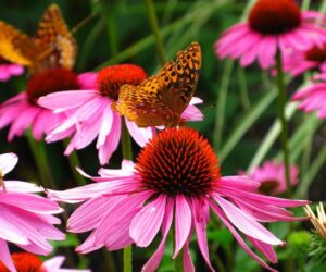 Top 10 Gorgeous Flowers That Attract Butterflies