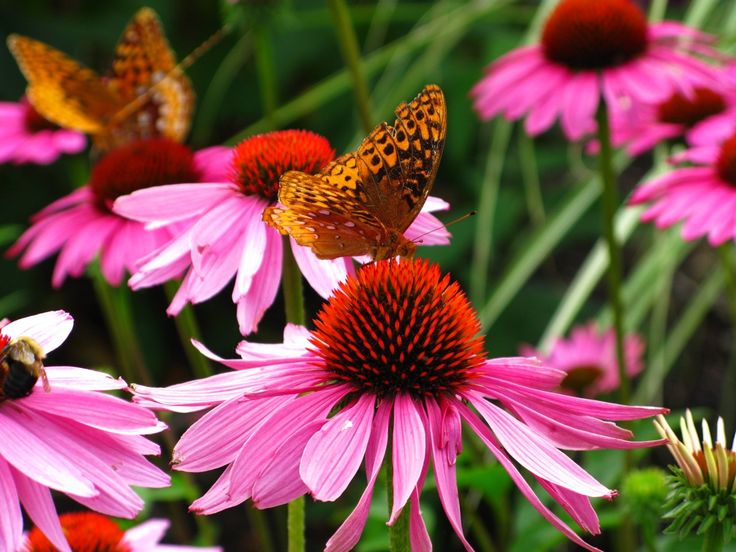 Butterfly-Purple-Cone