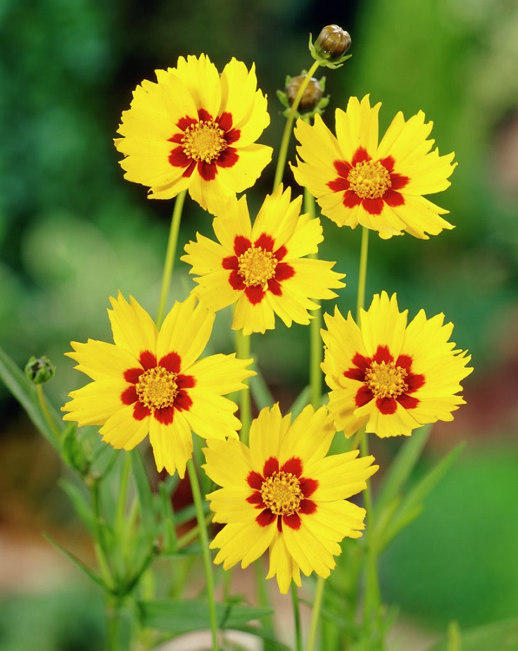 Coreopsis