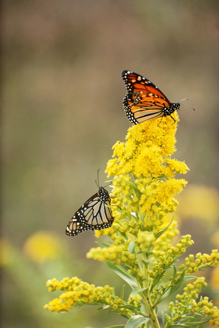 Goldenrod