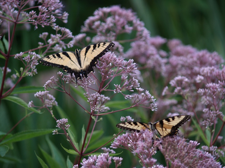 Joe-Pye-Weed