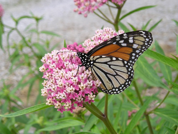 Milkweed