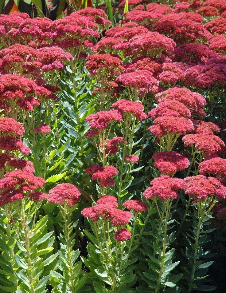 Sedum-Autumn-Joy