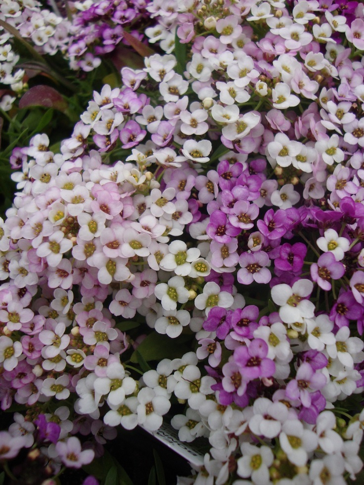 Sweet-Alyssum