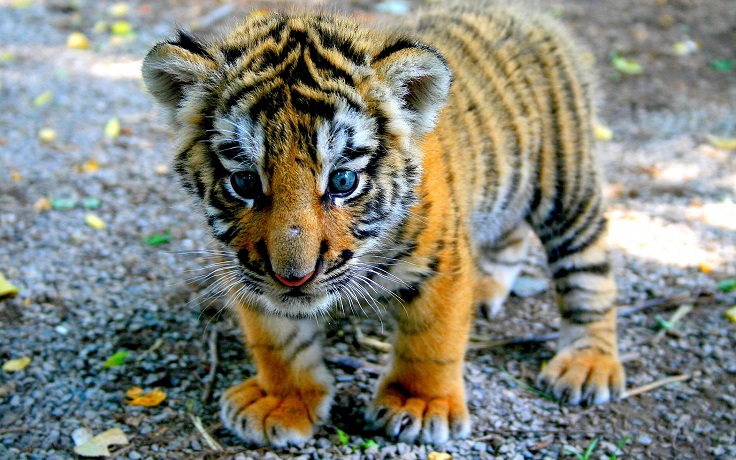 baby-tiger-pictures-4