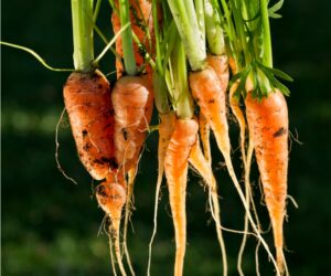 TOP 10 Fast Growing Vegetables You Can Harvest in No Time