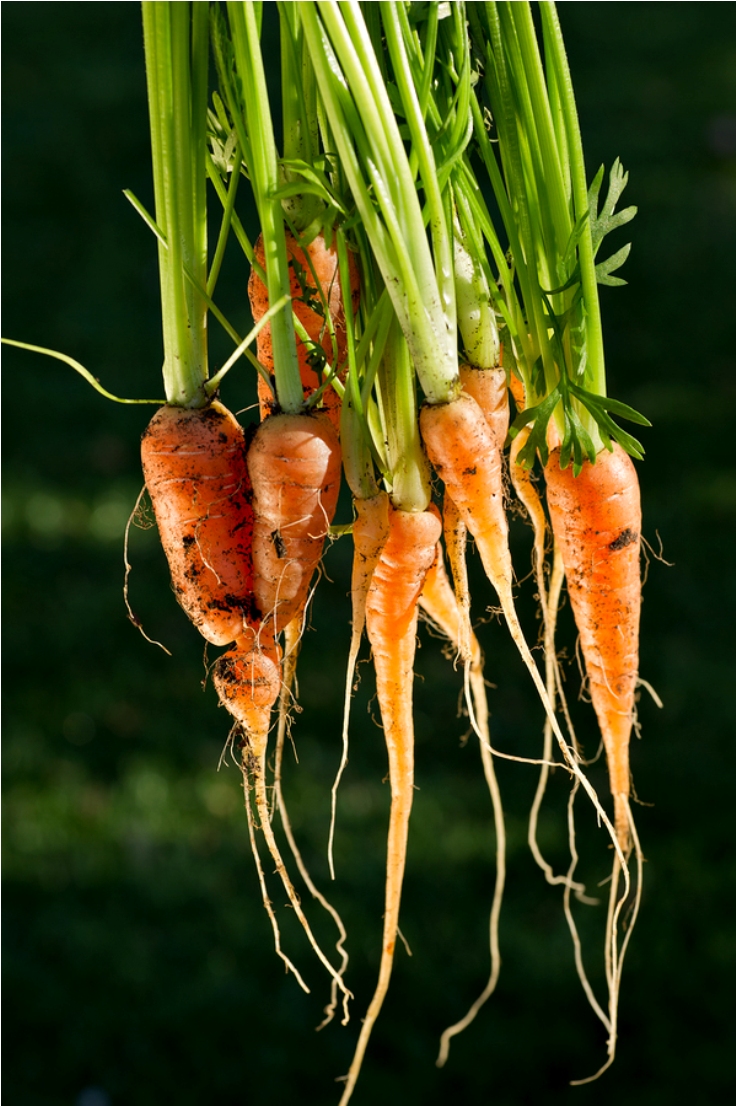Baby-Carrots