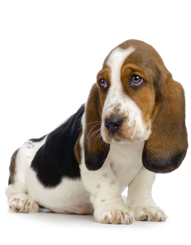 Basset-Hound