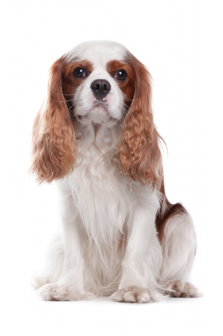 Cavalier-King-Charles-Spaniel