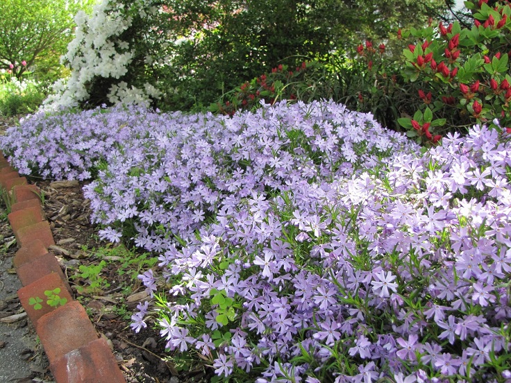 Creeping-Phlox