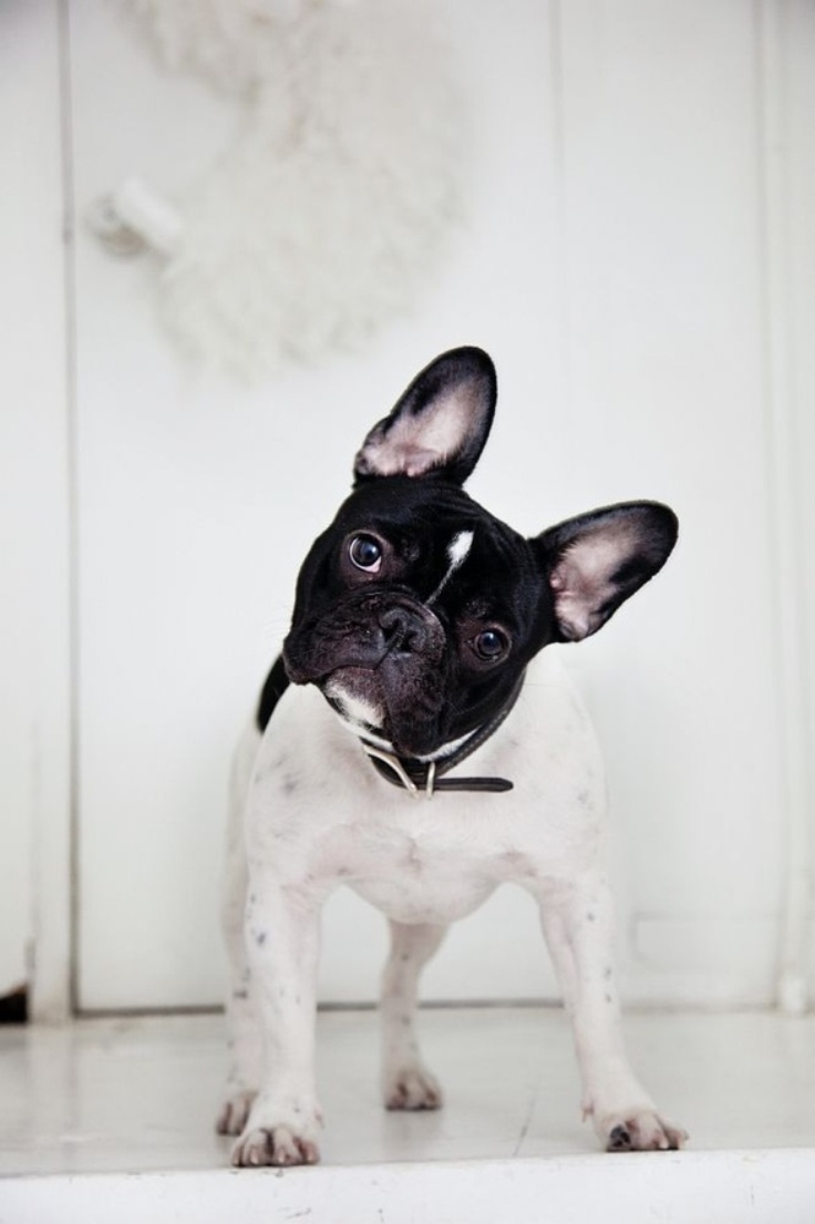 French-Bulldog