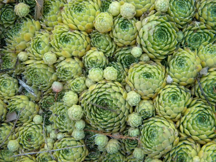 Hens-chicks