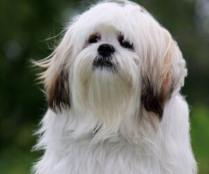 Top 10 Low-Maintenance Dog Breeds Perfect for Busy Owners