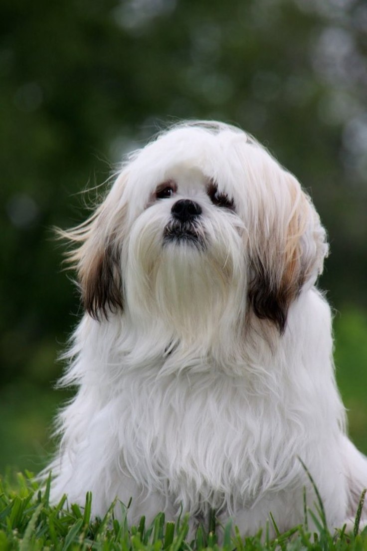 Lhasa-Apso