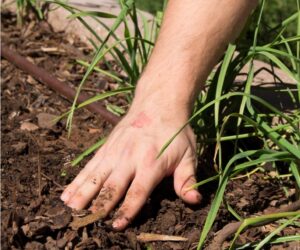 Top 10 Ways to Improve Your Garden Soil Naturally Without A Compost Pile