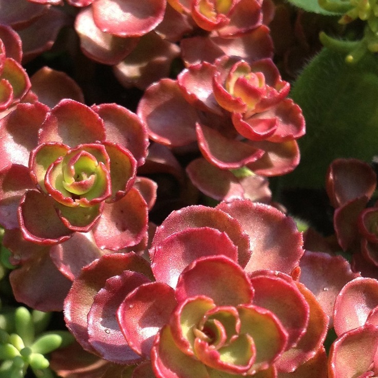 Sedum-Spurium