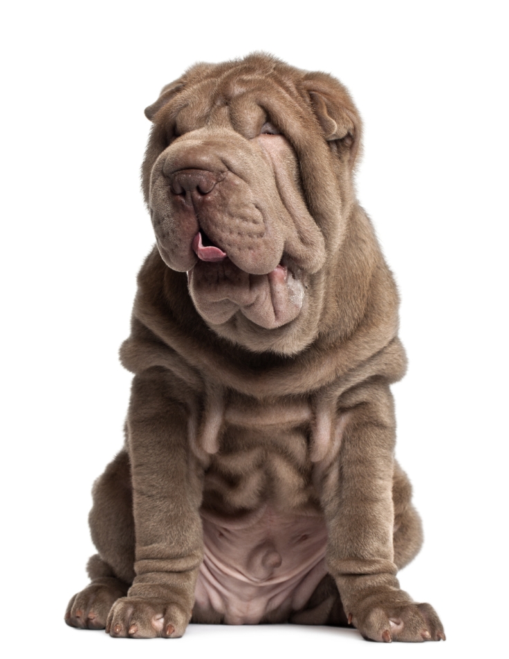 Shar-Pei