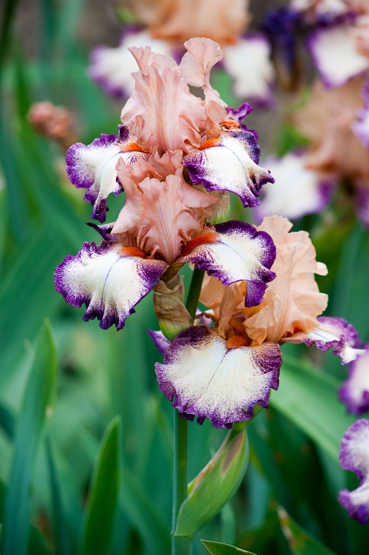 Tall-Bearded-Iris