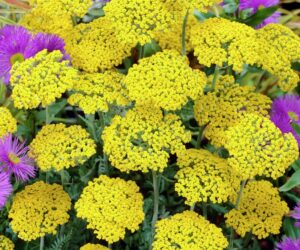 Top 10 Beautiful Drought-Tolerant Plants