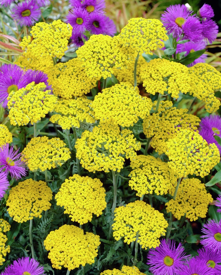 Yarrow-Coronation-Gold