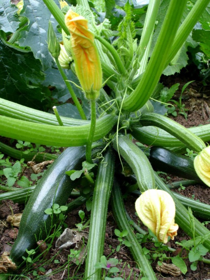 Zucchini