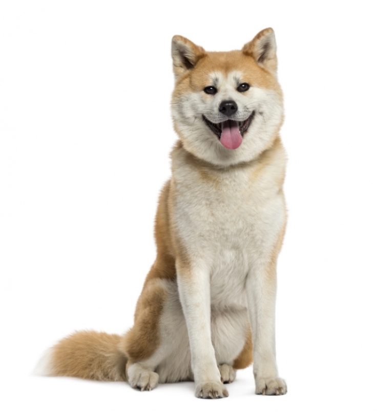 akita-inu